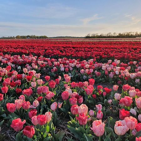 Buitenhuis Egmond エグモント・アーン・デン・フフ エクステリア 写真