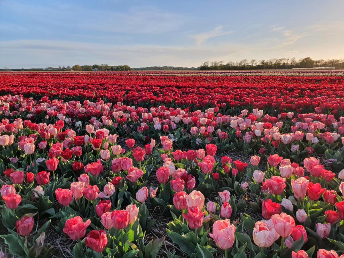 Buitenhuis Egmond エグモント・アーン・デン・フフ エクステリア 写真